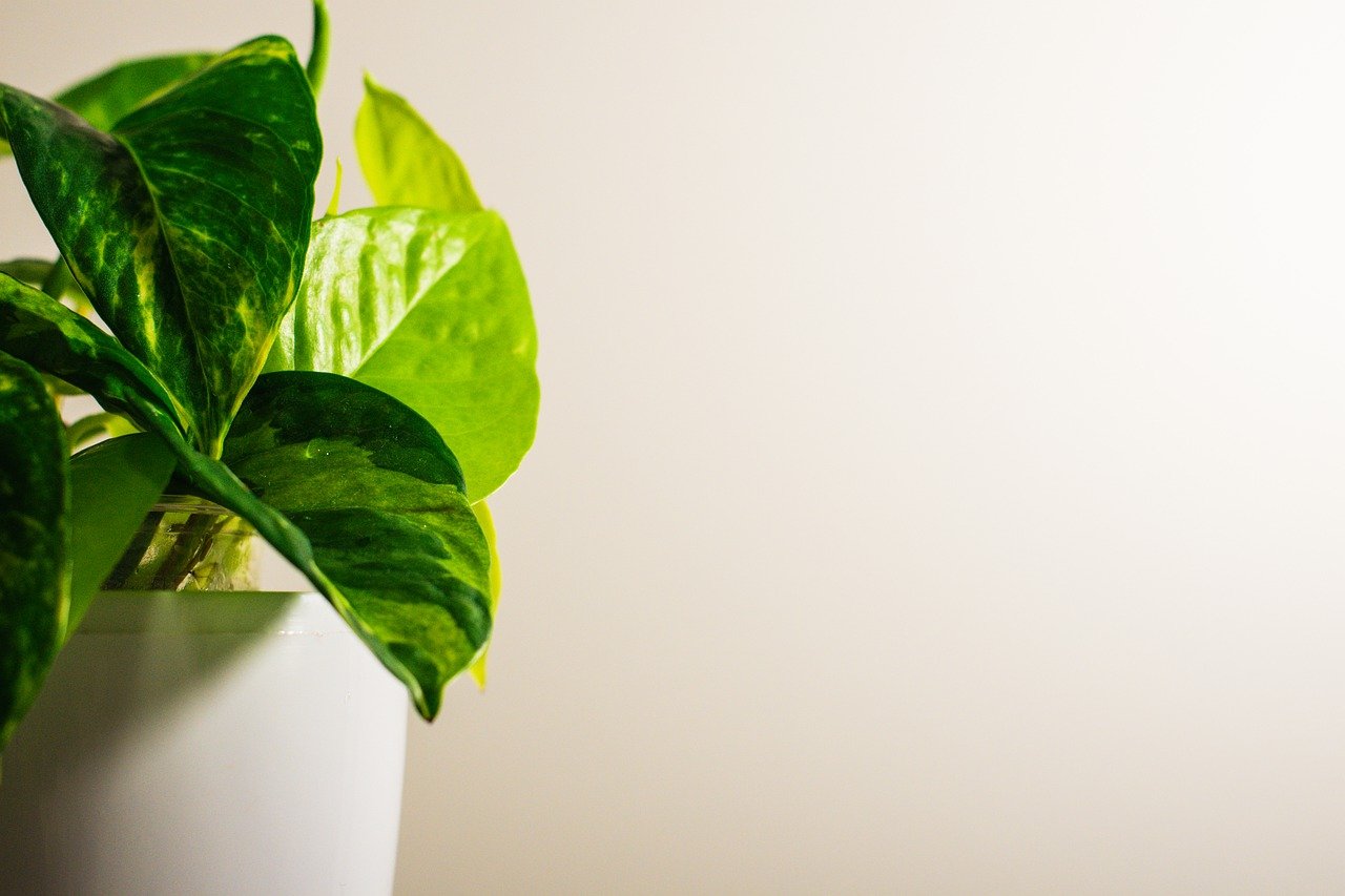 Secrets to Successful Eco-Friendly Indoor Farming